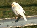 Albino robin