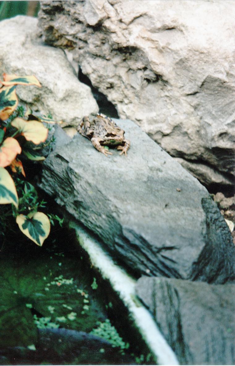 Picture of one of our frogs