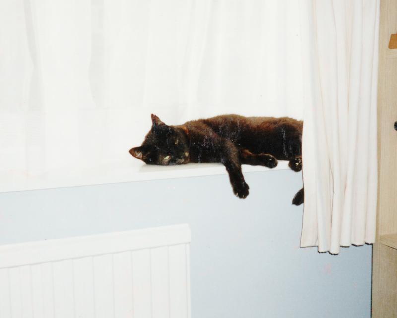 Picture of Scooter on the Window-sill