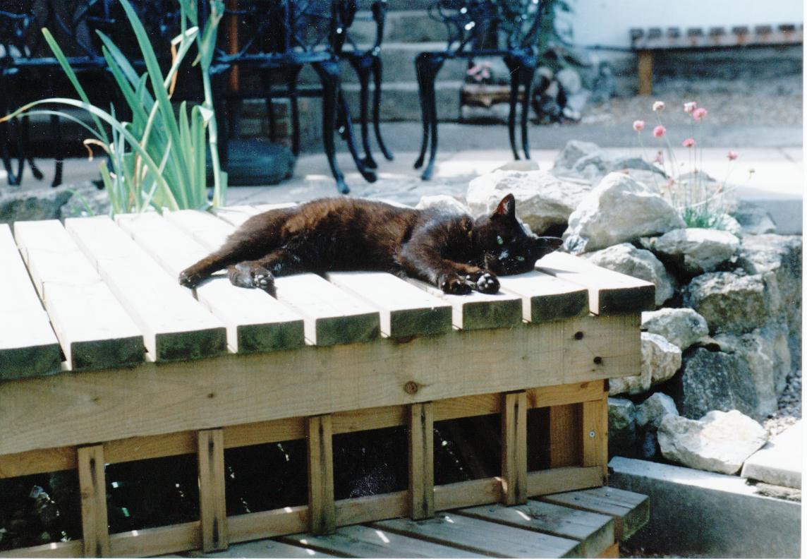 Picture of Scooter sunbathing